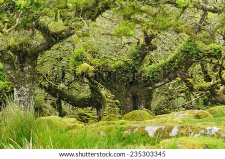 Moss covered Granite Boulders & Oak Trees with epiphytic mosses, lichens and ferns Wistman\'s Wood, Dartmoor, Devon