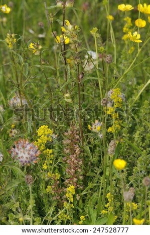 Machair Grassland flowers Frog Orchid, Kidney Vetch, Lady\'s Bedstraw, Yellow Rattle & Buttercups