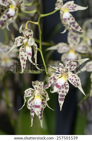 Glorious Odontoglossum Orchid - Odontoglossum gloriosum\
Epiphye from Cloud Forests of Columbia