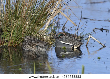 Common Teal Ducks - Anas crecca Pair resting in water by sedge