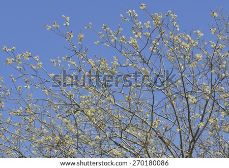 Goat Willow or Pussy Willow Tree - Salix caprea Male with Catkins
