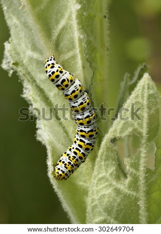 Mullein Moth Caterpillar - Cucullia verbasci\
Larvae on Mullein Leaf