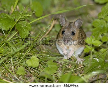 Wood Mouse or Long Tailed Field Mouse - Apodemus sylvaticus Sitting up in grass