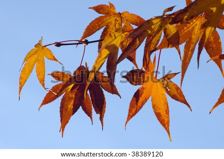 Chinese Maple - Acer flabellatum Variety Yunnanense