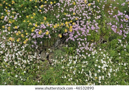 Clifftop flowers Kidney Vetch, Sea Campion, and Thrift or Sea Pink