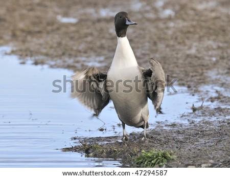 Northern Pintail - Anas Acuta, male Standing up flapping wings