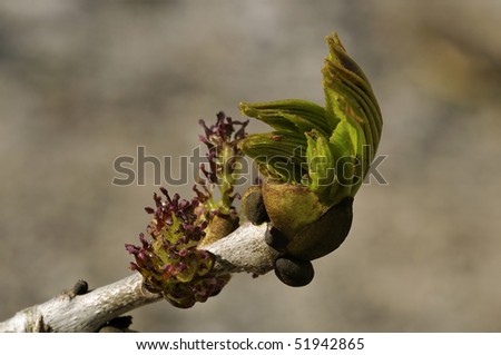 Ash Tree Flowers & fresh Leaves - Fraxinus excelsior