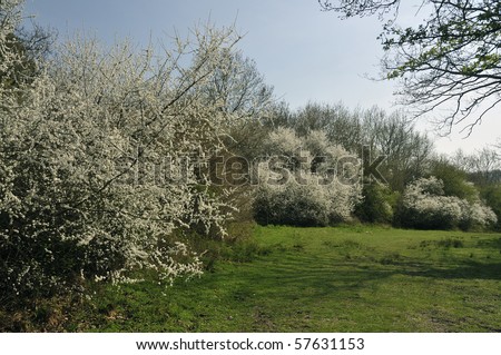 Blackthorn bushes in flower at Lower Woods - Prunus spinosa