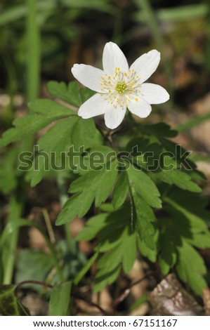 Wood Anemone - Anemone nemorosa Single plant showing flower & leaf