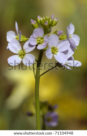 Cuckoo Flower or Lady\'s Smock - Cardamine pratensis