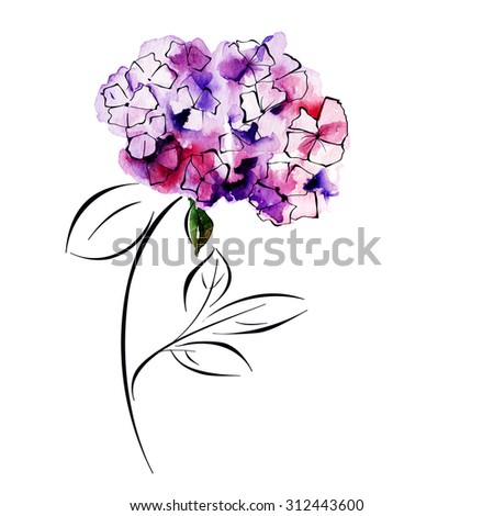 Hydrangea flower vector illustration