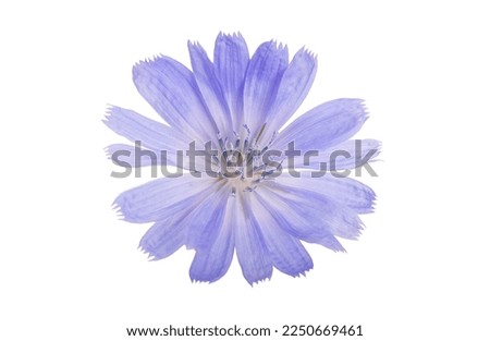 Image, Stock Photo Common chicory in bloom closeup view with blurred background