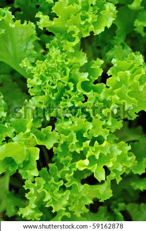 fresh lettuce background