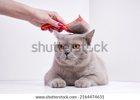 Similar – Image, Stock Photo Crop woman combing dog hair