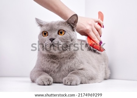 Similar – Image, Stock Photo Crop woman combing dog hair