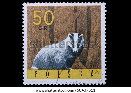POLAND - CIRCA 1965: A stamp is printed in Poland, badger, let out CIRCA in 1965.