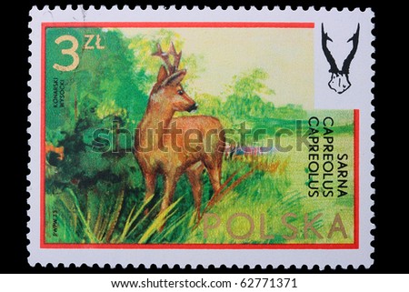 POLAND - CIRCA 1973: A stamp is printed in Poland, chamois, let out CIRCA in 1973.