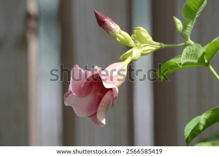 Similar – Foto Bild Rosafarbene Glockenblüte vor hellblauem Hintergrund mit Wassertropfen