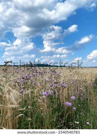 Similar – Foto Bild Lila Blüten vor blauem Himmel