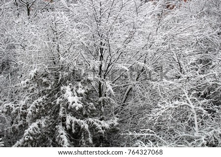Beautiful Winter Forest Background Snowy Forest Wallpapersnow On