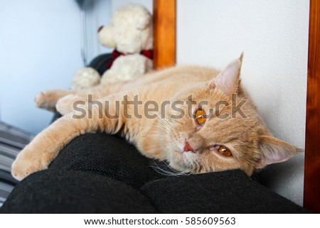 Similar – Image, Stock Photo The young tomcat still loved the danger, he especially liked to turn headfirst on the pitch of the roof.