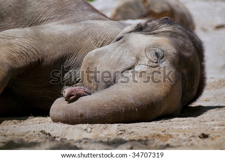 Elephant sleeping on the ground