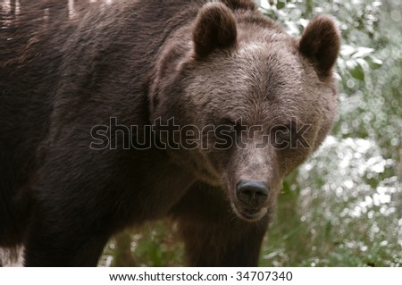 Brown bear throws an angry look.