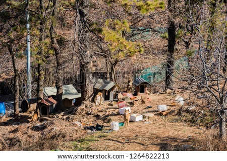 Pack of four dogs and their doghouses in wooded area on mountainside on bright sunny afternoon.  Imagine de stoc © 