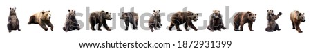 Similar – Image, Stock Photo Big Grizzly Bear walking in the forest in the mountains