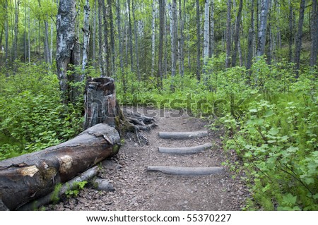 Stepped path through green woods with log on side