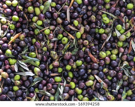 a group of ripe olives ready to be processed into oil
