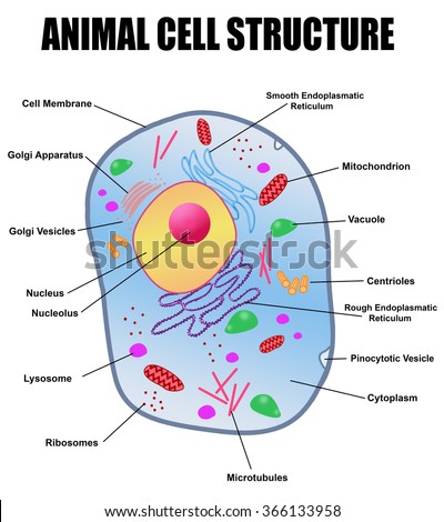 Animal Cell Structure On White Background, Vector Illustration (Helpful ...