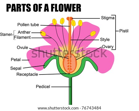 Parts Of A Flower, Vector Illustration ( Flower Diagram) - Useful For ...