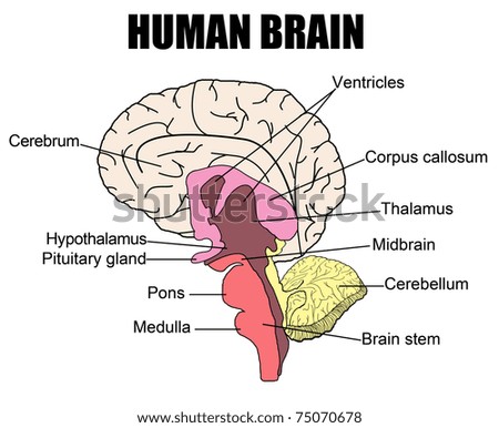 vector human brain diagram side\u2026 stock photo 74430700 avopix comside view with parts ( cerebrum, hypothalamus, thalamus, pituitary · anatomy of human brain, vector illustration (for basic medical education,