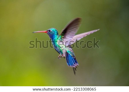 Similar – Image, Stock Photo hummingbird Small Bird