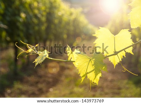 Grapes leaves in a sunny vineyard