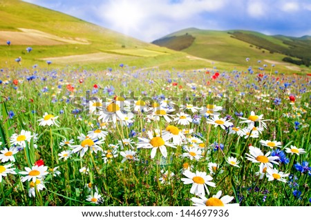 Field of daisies and other wild flowers