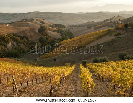 Vineyard within hills in fall