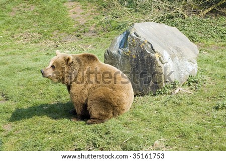 European Brown Bear resting by a rock