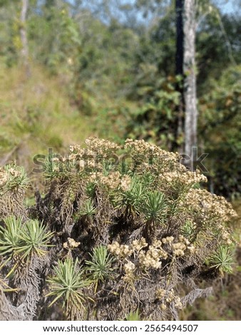 Similar – Image, Stock Photo Small star shaped water plants (water star) on still murky water reflecting trees