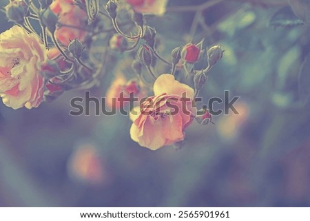 Foto Bild Ein Busch mit feinen Blüten, der von irgendwelchen Raupen völlig eingesponnen wurde.