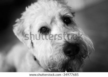 Wheaten Terrier