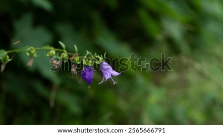Similar – Image, Stock Photo Purple bellflower with hanging green flower stems and wilted flower buds, seen from the bird’s eye view, in a white, transparent glass vase on a black background. Bouquet of the beautiful, wild Campanula from above, decorative on dark table.