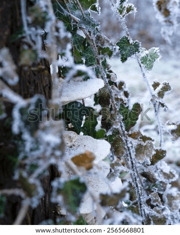 Similar – Image, Stock Photo delicate white frost adorns the edges of a woody thyme bush.  Geometric setting of leaves