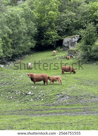 Similar – Image, Stock Photo Highland cattle grazing in field in countryside