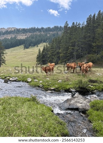 Similar – Image, Stock Photo Highland cattle grazing in field in countryside