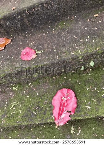 Similar – Foto Bild Auch wenn sie gut getarnt ist, hat Fotoline die Kreuzotter in der Heide doch entdeckt.