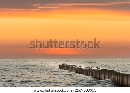 Similar – Image, Stock Photo Seagulls sitting in even rows on tree stumps