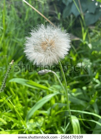 Similar – Image, Stock Photo Taraxacum officinale, Dandelion. Seeds