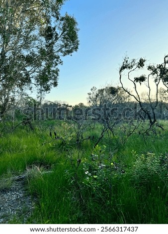Similar – Image, Stock Photo Quiet evening atmosphere in the countryside in the sunny backlight